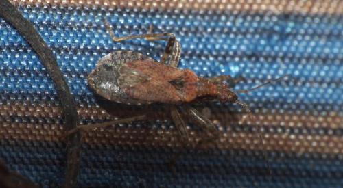 Himacerus sp.